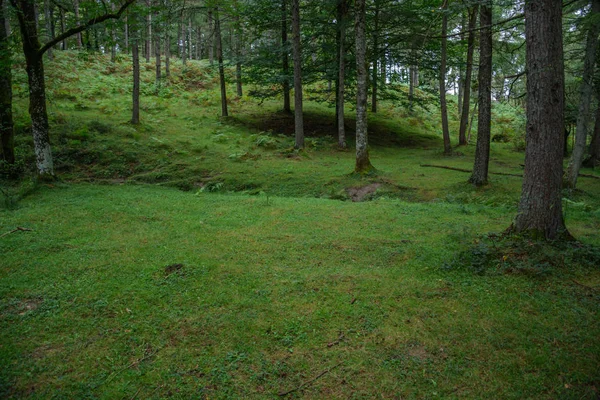 İspanya bir Bask ormanına yeşillik ve otlar tam bir artış