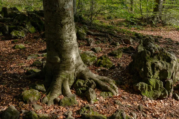 düşmüş yapraklar, kayın gövdesi ve büyük taş