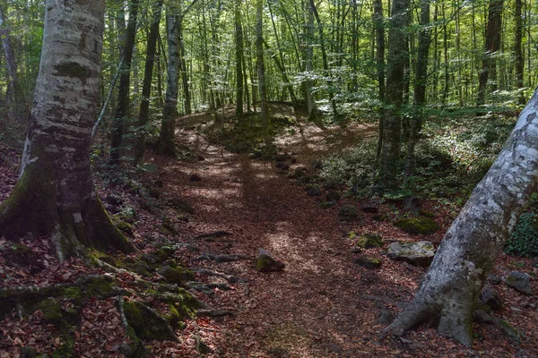 yoğun bir orman arasında düşmüş yaprakları üzerinde bir yol