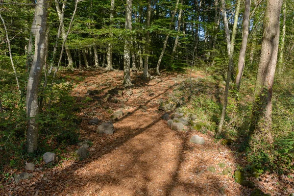güneşli bir günde bir kayın ormanı ile yol