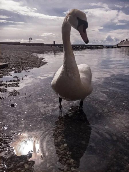 Kuğu bir göl portresi içine yürüme