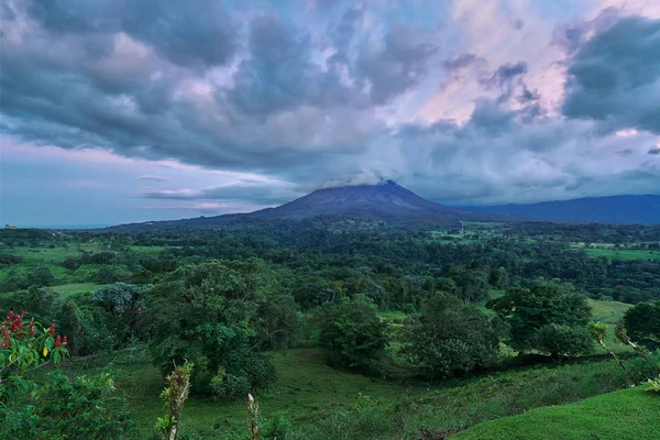 Sarı grimsi kertenkele yakın