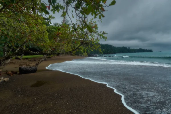 Sarı grimsi kertenkele yakın
