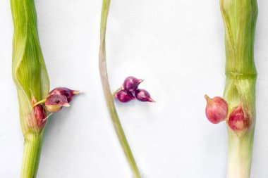 Sarımsak bitki örtüsü, üreme süreci küçük glomus ile bahar ekili sarımsak ampuller, beyaz arka plan üzerinde atış makro closeup başkanları 