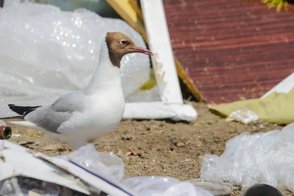 Seagull  on the plastic in the dump rubbish