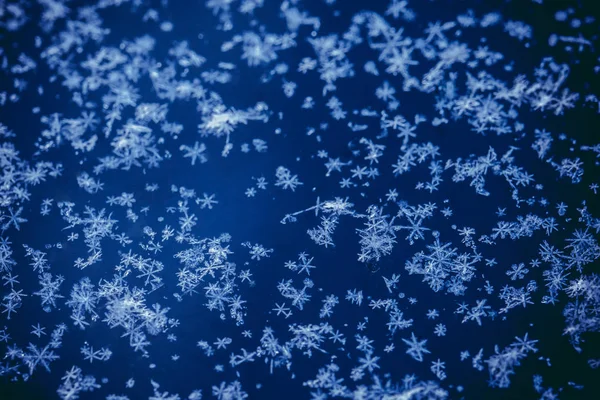 正月とクリスマスは 冷たいブルーの色調でリアル雪マクロで氷のような雪の降る背景を抽象化します 寒い冬の背景 — ストック写真