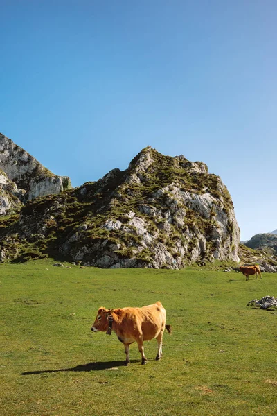 晴れた日に山で草を歩く牛 — ストック写真