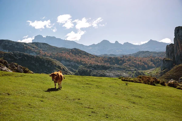 Mucca Sull Erba Montagna Una Giornata Sole — Foto Stock