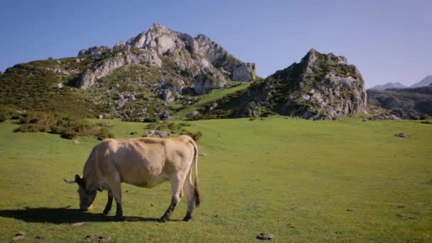 vaches broutant dans les montagnes