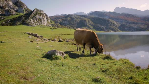 В горах пасутся коровы — стоковое видео