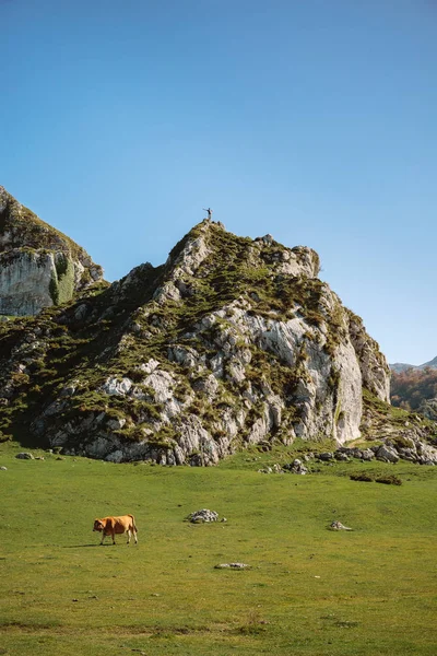 Alpinista su roccia e mucca sull'erba — Foto Stock