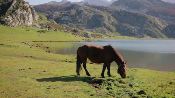 Pferde auf der Weide in den Bergen — Stockvideo