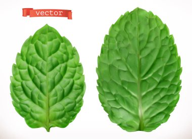 Leaf of mint. 3d realistic vector icon clipart