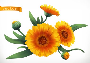 Calendula. 3D gerçekçi vektör simgesi