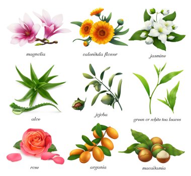 Şifalı bitkiler ve tatlar. Manolya, calendula çiçek, Yasemin, aloe, jojoba, çay, gül, argania, macadamia. 3D gerçekçi vektör Icon set