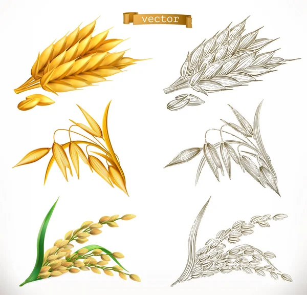 Uši Pšenice Ovsa Rýže Realismus Rytecké Styly Vektorová Ilustrace — Stockový vektor