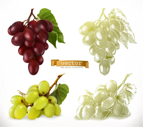 Uvas Realismo Estilos Grabado Ilustración Vectorial — Vector de stock