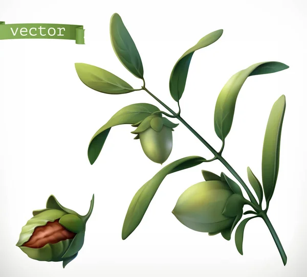 Jojoba Icona Vettoriale Realistica — Vettoriale Stock