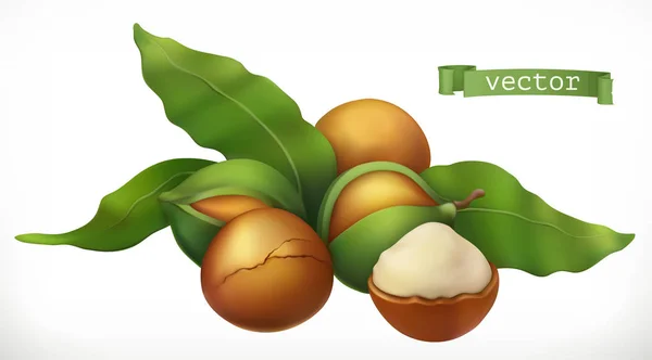 Macadamia Icona Vettoriale Realistica — Vettoriale Stock