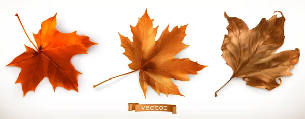 Maple Leaf Reális Vektoros Ikonok — Stock Vector