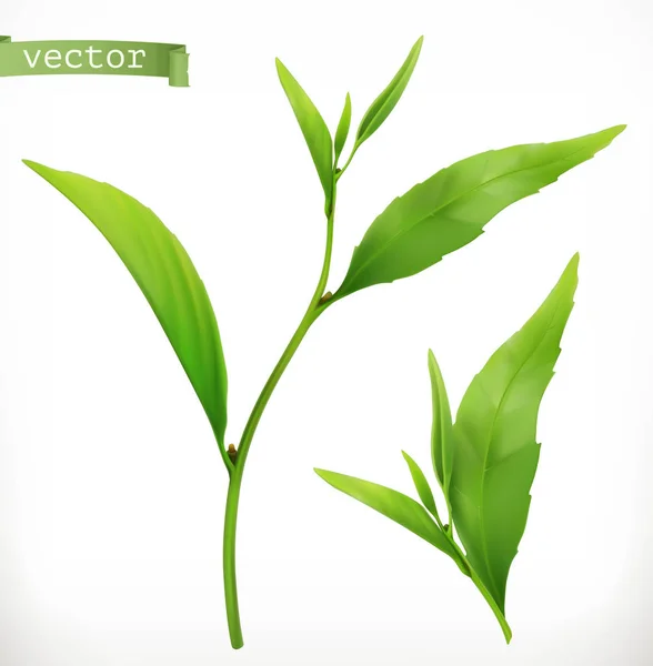 Tea Plant Realistic Vector Icon — Stock Vector