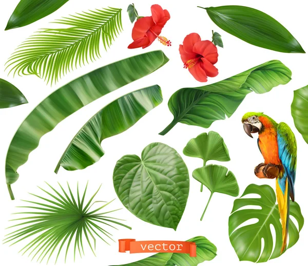 Botânica. Conjunto de folhas e flores. Plantas tropicais. ícones vetoriais realistas 3d —  Vetores de Stock