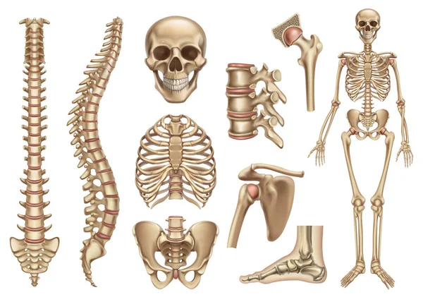 Estructura del esqueleto humano. Cráneo, columna vertebral, caja torácica, pelvis, articulaciones. Anatomía y medicina, conjunto de iconos de vector 3d — Archivo Imágenes Vectoriales