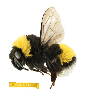 Bumblebee. 3d gerçekçi vektör simgesi