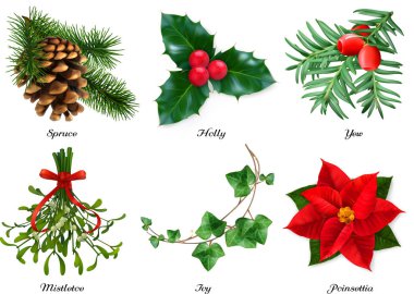 Bitkiler, Noel süsleri. Ladin, holly, porw, ökseotu, sarmaşık, poinsettia. 3d gerçekçi vektör seti