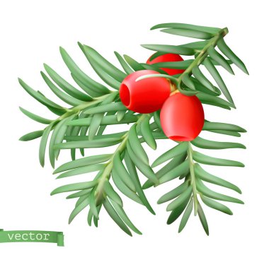 Yew şubesi, noel dekorasyonu. Taxus ağacı 3d gerçekçi vektör simgesi