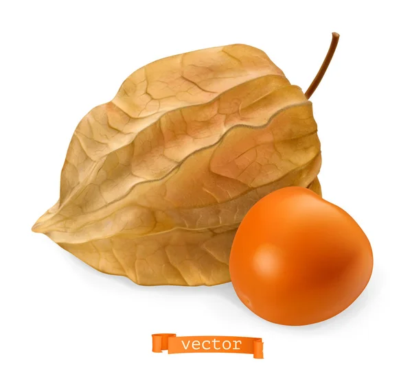 Physalis Frucht mit Schale, 3D realistisches Vektorsymbol — Stockvektor