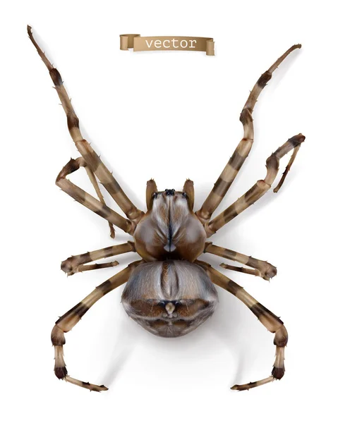 Spider. 3D realistyczna ikona wektora — Wektor stockowy