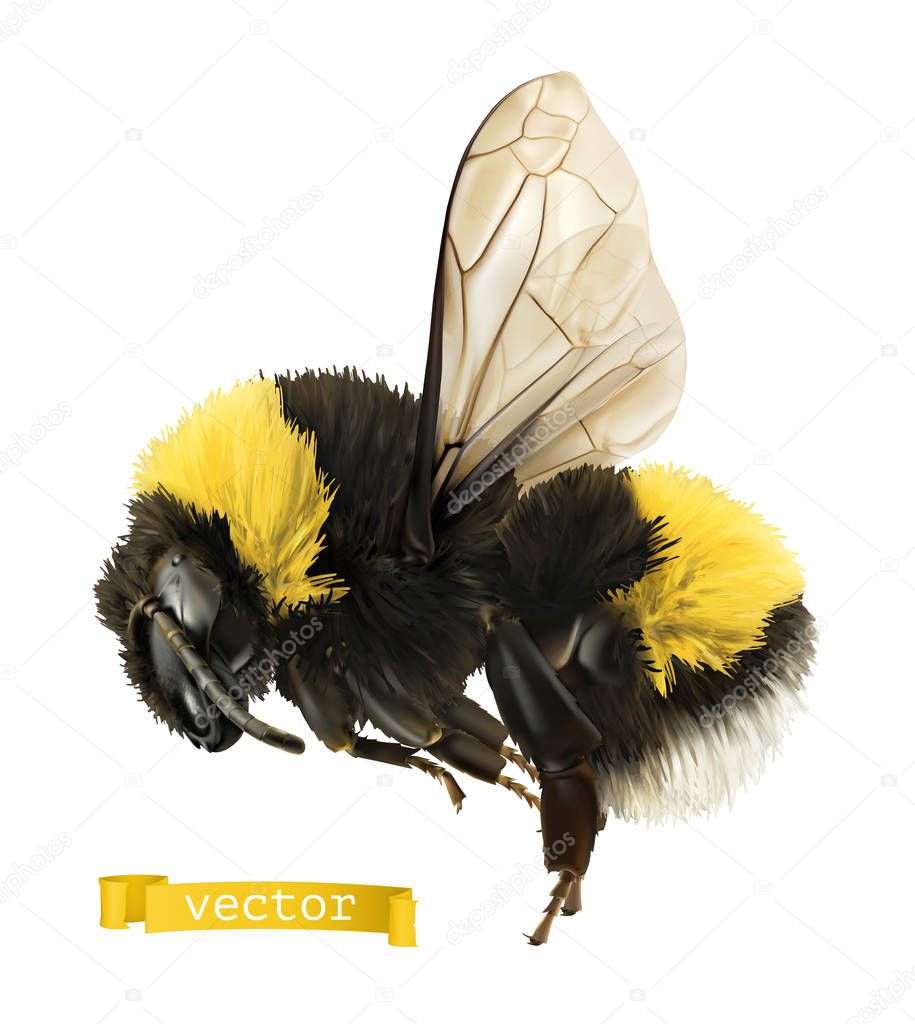 Bumblebee. 3d realistic vector icon