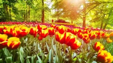 Lale alan hava görünümünü. Doğa arka plan