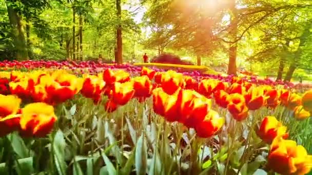 Flygfoto Över Tulpaner Fältet Natur Bakgrund — Stockvideo