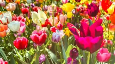 Multi renk laleler. Çiçek yatak, 4k ile doğa arka plan