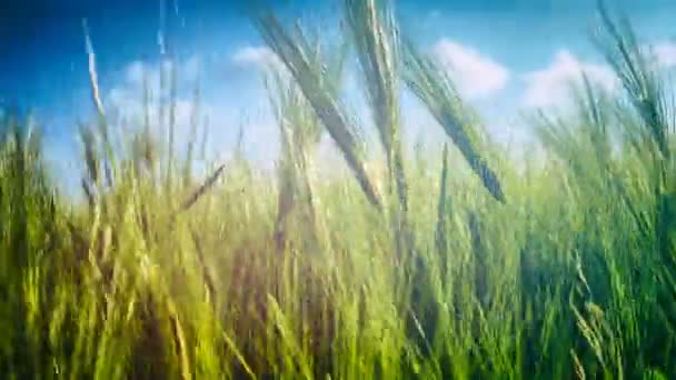 Zemědělská Krajina Pšeničné Pole Přírodní Pozadí — Stock video