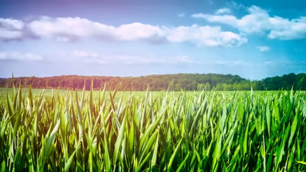 Paisaje Agrícola Con Campo Trigo Verde Cronograma — Vídeos de Stock