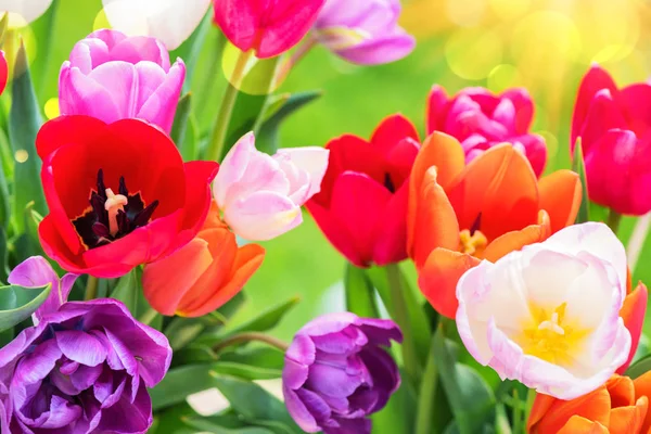 Boeket Van Mooie Multicolor Tulpen Achtergrond Van Natuur — Stockfoto