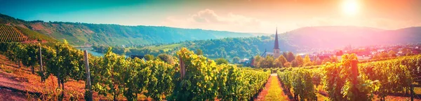 Панорамний Краєвид Осінній Виноградників Невелике Містечко Mosel Німеччина — стокове фото