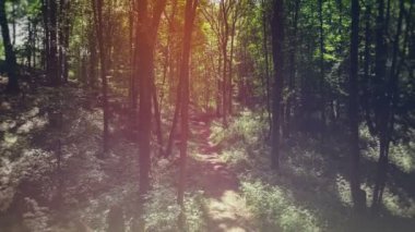 Parlak yeşil sabah orman görünümünü.