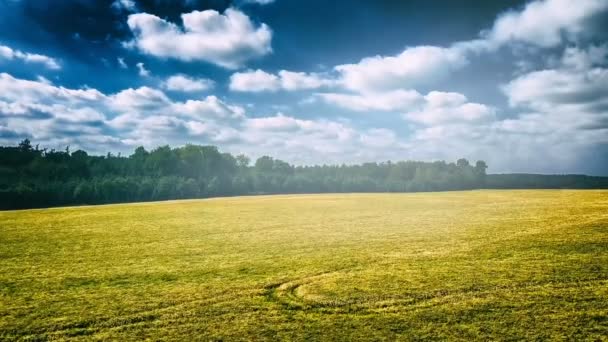 Weergave Van Gerijpte Veld Warme Zomerdag — Stockvideo