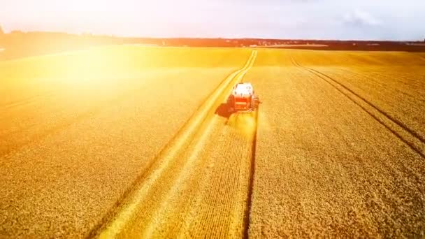 Tractor mowing field of wheat — Stock Video