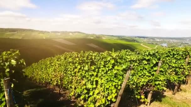 Filas de campo de viñedos — Vídeos de Stock