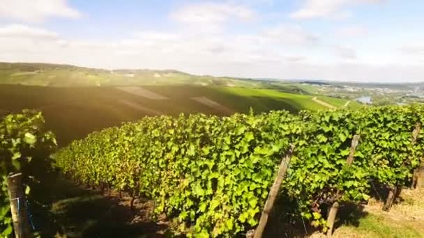 Rangées de vignobles — Video