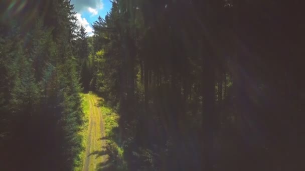Вид Ярко Зеленый Утренний Лес — стоковое видео