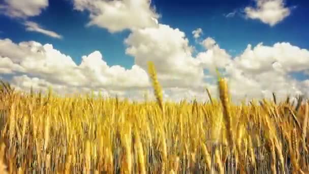 美丽的夏季风景 — 图库视频影像