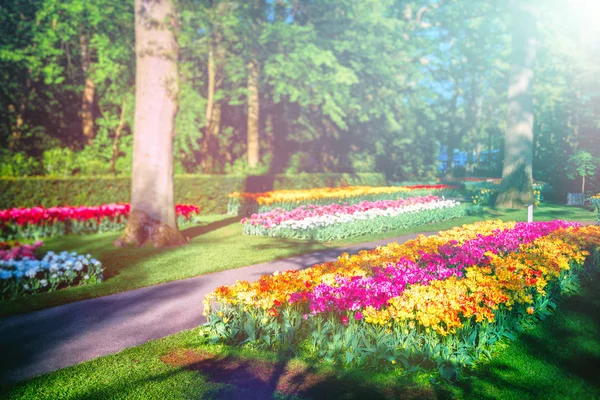 美丽的春天景观与多色郁金香 自然背景 — 图库照片
