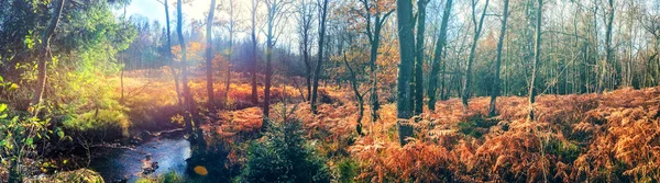 Panoramic Autumn Landscape Forest Stream Fall Nature Background — Stock Photo, Image