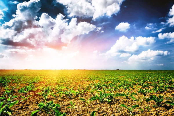 Mezőgazdasági Területen Zöld Cukorrépa Hajtások Természet Háttér — Stock Fotó